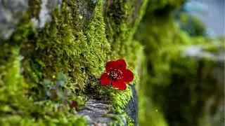 Soft Acoustic Ballad 🌙 Gentle Male Vocals, Nylon Guitar & Warm Pads | Relaxing Night Song