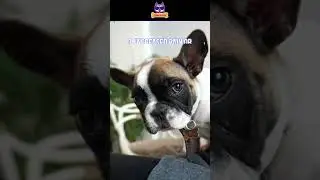 5 Signs Your Dog is Dying🐶😢 #shorts #viral #dog #germanshepherd #health #labrador #usa #canada #pets