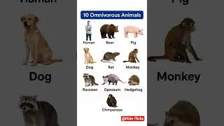 Omnivorous Animal | 10 Omnivorous Animal | Omnivorous Animal Name | Carnivorous Omnivorous | Animals