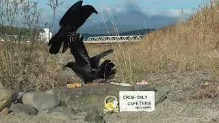 Y0010　Oita River　January 1st　4 items　MON and AOI (Wild Carrion Crow) Part 2