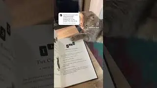 Do this spread together with your cat (or on your own) 🐾