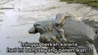 Alhamdulillah rezeki Minggu berkah karena hari ini bakal banyak yang panen