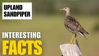 What Are the Most Interesting Facts About  Upland Sandpiper? | Interesting Facts | The Beast World
