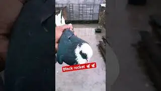 black rocket 😱😱🕊️🕊️ #pigeon #pigeonlaver #youtubeshorts #kabutar #kabootarloft05 #viralshort