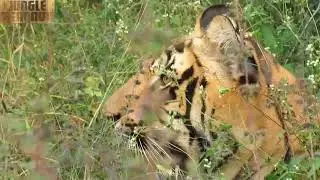 Sneeze and yawn of a tiger