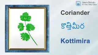 Spices&ndash; 1500 important Telugu words with English Meaning &ndash; Learn Telugu