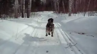 Small Munsterlander enjoying running and winter