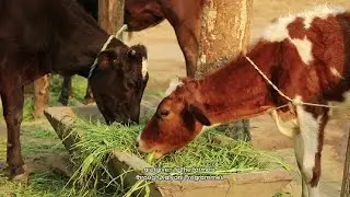 BAIF | Cattle breeding | Fodder development programme | Odisha | 2018