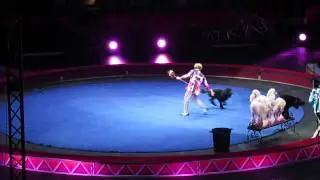 Dogs at Ringling Bros Barnum Bailey Circus