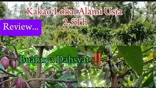 Kakao Lokal/Alami Usia 2.5 Th Buahnya Dahsyat‼️