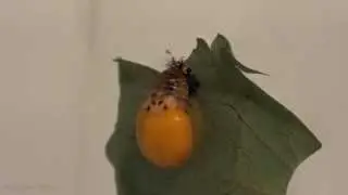Naissance d'une coccinelle : nymphose et m&eacute;tamorphose en acc&eacute;r&eacute;
