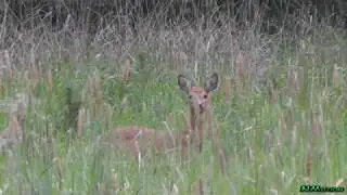 The barking Roe Deer