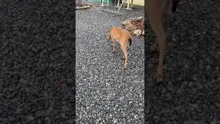 Curious Key Deer on No Name Key