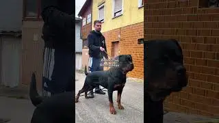 Эти ротвейлеры выглядят совершенно по-другому #шорты #ротвейлер #домашниеживотные #любительсобак