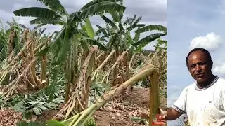 How to avoid losses in banana plantations