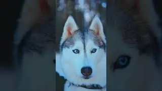 Beautiful Blue Eyed Husky Dog❤️#shorts