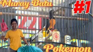FULL PULES 🫣 MURAY BATU ”POKEMON” OWNER MR ARI CIKI MUTLAK DI CENDRAWASIH PREMIUM ⚡️🔥