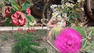 Sun-loving plants, showing my sun-loving plants.