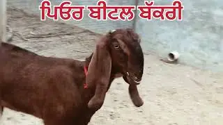ਪਿਓਰ ਬੀਟਲ ਬੱਕਰੀ ਸੇਲ ਜਾਇਜ਼ ਰੇਟ ਵਿੱਚ