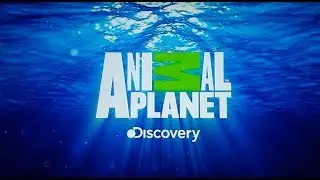 Tanda Comercial Animal Planet Latinoamérica Noviembre 2018