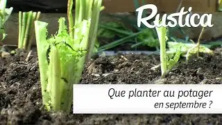 Que planter au potager en septembre ?