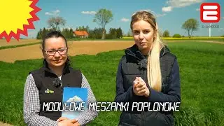 Użytki zielone: modułowe mieszanki poplonowe