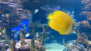 @The Animal Kingdom @Birds & Beasts @Wildlife @Nature's @Animals @Birds @The Bird and Animal Brigade