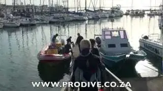 Sardine Run Port Elizabeth News 23 May 2012.mov