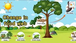 Science| Grade 5| Change in food web|Unit 1 - Concept 1.3  First term