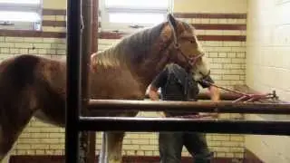 A Day at the Royal Agricultural Winter Fair