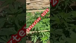 Exterior 2025 #exterior #plants #shortsfeed