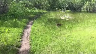 Border Terrier Poppy Adventures