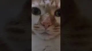 A terrifying gaze #tiger #leopard don&rsquo;t forget subscribe&like&cm please 🐱🐆🐅