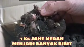 1 KG BIBIT JAHE MERAH MENJADI BERAPA BIBIT?