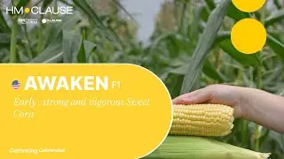 Awaken  — Early, Strong, and Vigorous Sweet Corn!