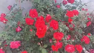 Awesome Rose Wall Flowers 🌼🌺🌻 Ogiwon's Adventuring Vlog.