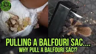 Pulling a Monocentropus balfouri EGG SAC - Gone wrong!