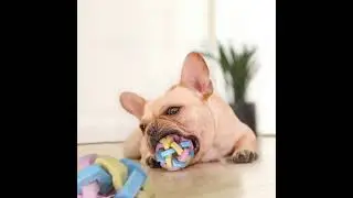 No-Pull Dog Harness Link  