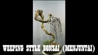 WEEPING STYLE BONSAI (GAYA MENJUNTAI)