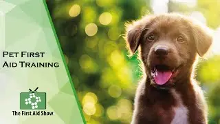 Pet First Aid Training