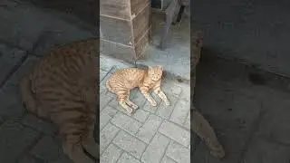 Meow Meow 😻 #cat #cats #strayanimals #straycat #love