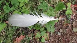 Swan's feather on wood avens