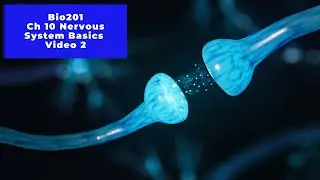 Bio 201 Ch 10 part 2 - Nervous System Basics
