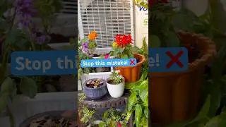 Ek Plant Se Baar-Baar Phool Kaise Paaye?#gardeningtips