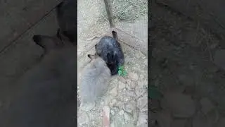 #rabbit are in their hood/#music #punjabisong