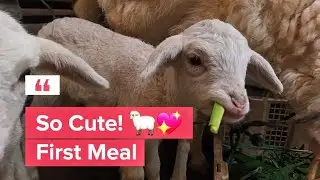Adorable Baby Lamb 🐑 | First Time Learning to Eat Solid Food!