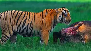 SHAMBHU MALE TIGER KILL INDIAN GAUR TADOBA ANDHARI TIGER RESERVE #wildlife #tigerspotted #nature