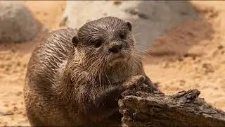 Wildlife photographt. by Michael Callaghan part 3