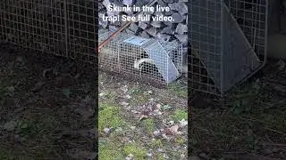 Skunk has gotten into a live trap!