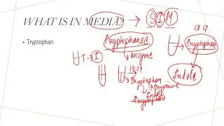 Indole Test